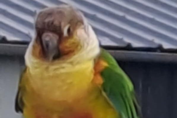 Alerte Découverte Oiseau Inconnu Vernou-sur-Brenne France