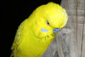 Alerte Découverte Oiseau Mâle Sète France
