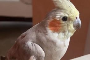 Alerte Découverte Oiseau Inconnu Juvisy-sur-Orge France
