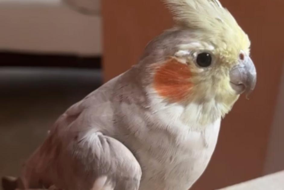 Alerte Découverte Oiseau Inconnu Juvisy-sur-Orge France