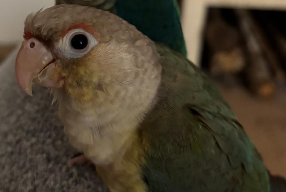 Verdwijningsalarm Vogel Vrouwtje , 2025 jaar Échilleuses Frankrijk