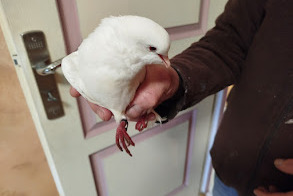 Ontdekkingsalarm Vogel Onbekend Notre-Dame-d'Oé Frankrijk