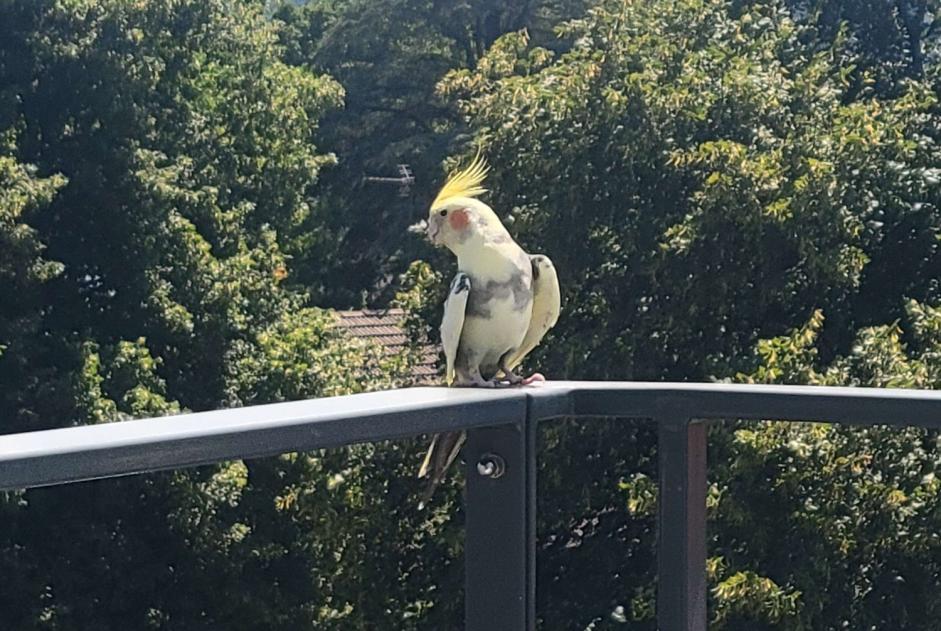Ontdekkingsalarm Vogel Onbekend Besançon Frankrijk