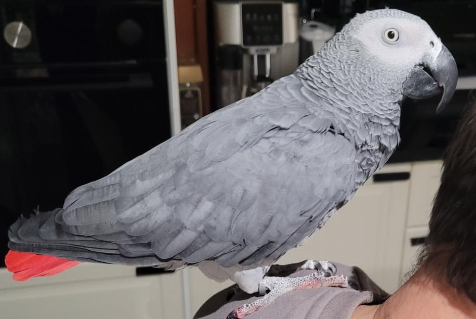 Alerta descoberta Pássaro Desconhecido Alfortville France