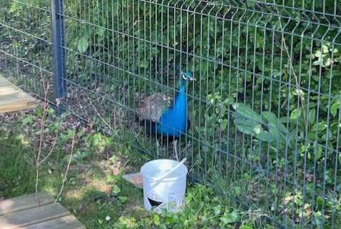 Alerta descoberta Pássaro Macho La Roche-sur-Yon France
